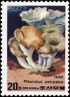 Colnect-3535-283-Pluerotus-ostreatus.jpg