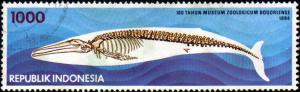 Colnect-936-097-Skeleton-of-a-Blue-Whale-Balaenoptera-musculus.jpg