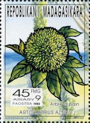 Colnect-3136-522-Breadfruit-Artocarpus-altilis.jpg