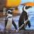 Colnect-3526-265-African-Penguin-nbsp-Spheniscus-demersus.jpg