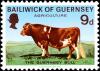 Colnect-5765-259-Guernsey-Bull-Bos-primigenius-taurus.jpg