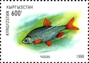 Colnect-2688-203-Issyk-Kul-Dace-Leuciscus-bergi.jpg