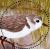 Colnect-5163-940-Adult-Piping-plover.jpg