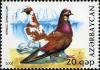Colnect-1603-571-Pigeon-Columba-livia-forma-domestica.jpg