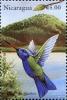 Colnect-5661-937-Blue-headed-Hummingbird-Cyanophaia-bicolor.jpg