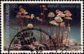 Colnect-1493-685-Fungi-Marasmius-sp.jpg