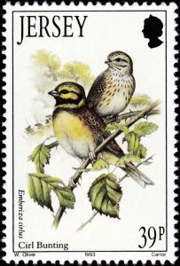 Colnect-6126-328-Cirl-Bunting-Emberiza-cirlus.jpg