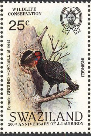 Colnect-1661-904-Southern-Ground-Hornbill-Bucorvus-cafer.jpg