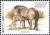 Colnect-960-106-Przewalski-rsquo-s-Horse-Equus-przewalskii.jpg