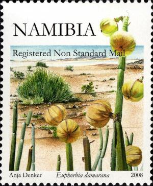 Colnect-2769-592-Euphorbia-damarana.jpg
