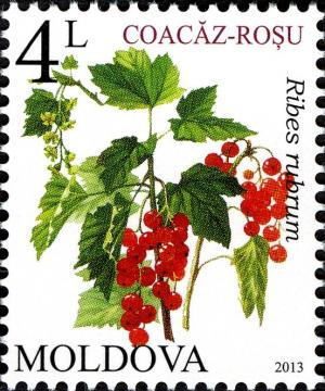 Colnect-5088-035-Redcurrant-Ribes-rubrum.jpg