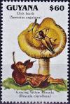 Colnect-4220-382-Russula-claroflava.jpg