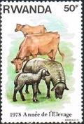 Colnect-2667-441-Cattle-Bos-primigenius-taurus-Domestic-Sheep-Ovis-ammon-.jpg