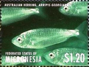Colnect-5812-268-Australian-herring.jpg