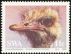 Struthio-camelus-australis.jpg