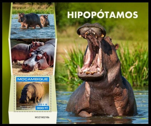 Colnect-6003-221-Hippopotamus-Hippopotamus-amphibius.jpg