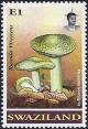 Colnect-4442-491-Russula-virescens.jpg