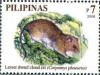 Colnect-2874-580-White-bellied-Luzon-Tree-Rat-Carpomys-phaeurus.jpg