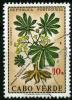 Colnect-1318-897-Cassava-Manihot-esculenta.jpg