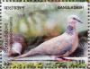 Colnect-5250-691-Spotted-Dove-Streptopelia-chinensis-.jpg