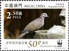 Colnect-970-689-Spotted-Dove-Streptopelia-chinensis.jpg