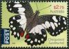 Colnect-4395-993-Chequered-Swallowtail-Papilio-demoleus.jpg
