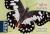 Colnect-3333-511-Chequered-Swallowtail-Papilio-demoleus.jpg