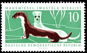 Colnect-1973-597-Least-Weasel-Mustela-nivalis.jpg
