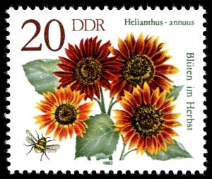 Colnect-1981-923-Sunflower-Helianthus-annuus.jpg