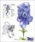 Colnect-5878-853-Myths-and-Flowers--Cerebus--amp--Wolfsbane.jpg