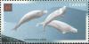 Colnect-210-029-Beluga-White-Whale-Delphinapterus-leucas.jpg