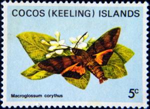 Colnect-3087-442-Hummingbird-Hawk-moth-Macroglossum-corythus.jpg