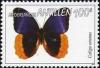 Colnect-966-954-Gold-edged-Owl-Butterfly-Caligo-uranus.jpg