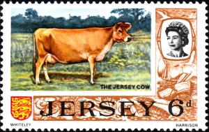 Colnect-5934-182-Jersey-Cow-Bos-primigenius-taurus.jpg