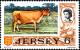 Colnect-5934-182-Jersey-Cow-Bos-primigenius-taurus.jpg