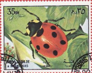 Colnect-1406-426-Ladybug-Coccinella-sp.jpg
