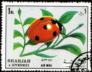 Colnect-2232-477-Ladybug-Coccinella-sp.jpg