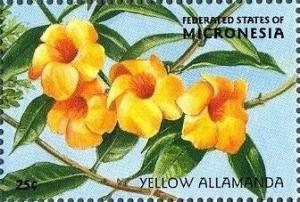 Colnect-5473-572-Yellow-allamanda.jpg