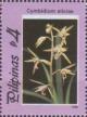 Colnect-3002-194-Cymbidium-allciae.jpg