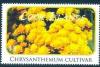 Colnect-4070-100-Chrysanthemum-cultivar.jpg