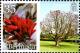 Colnect-2789-085-Erythrina-variegata.jpg