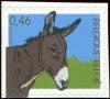 Colnect-5722-682-Donkey-Equus-asinus-asinus.jpg
