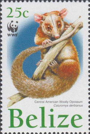 Colnect-2185-935-Derby--s-Wooly-Opossum-Caluromys-derbianus.jpg