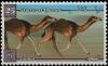 Colnect-5532-091-Camels.jpg