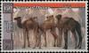 Colnect-5532-093-Camels.jpg