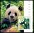 Colnect-5930-187-Pandas.jpg
