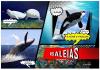Colnect-6117-316-Whales.jpg