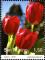 Colnect-5154-392-Tulips.jpg
