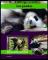 Colnect-6304-344-Pandas.jpg