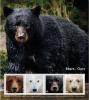 Colnect-5921-362-Bears.jpg